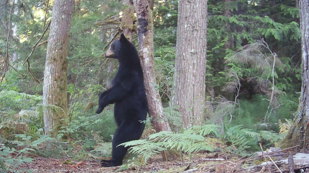 black bear scratches on tree
