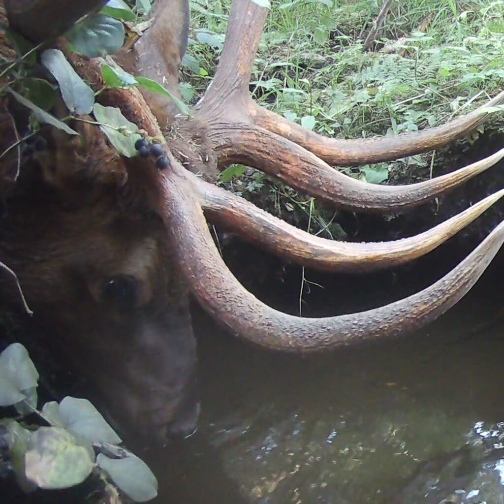 bull elk drinking Nature Girl film
