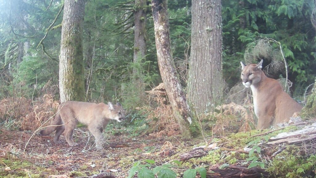 cougar still Nature Girl film